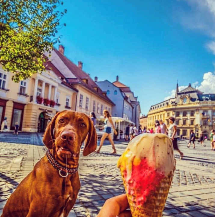Unde găsești cea mai bună înghețată în Sibiu?