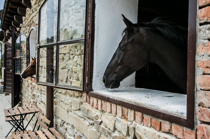 Villa Abbatis Equestrian Center / Horse Riding Holidays 