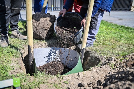 Plantările de primăvară în municipiul Sibiu sunt în curs